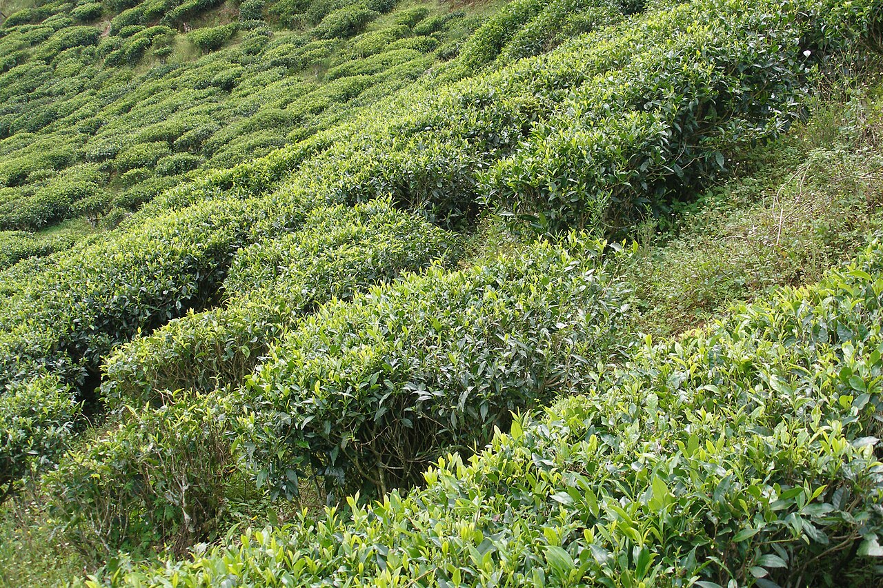 Tea bushes growing on a Sri Lankan hillside